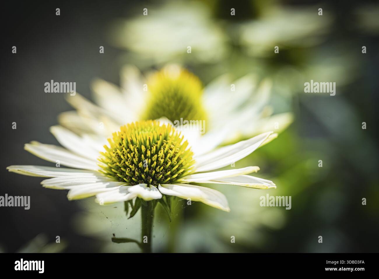 Weißer Coneflower (Echinacea purpurea) weiße Blütenblätter mit grünem, stacheligem Blütenkegel in Nahaufnahme vor sanft verschwommenem Hintergrund in weichem Licht, Dort Stockfoto