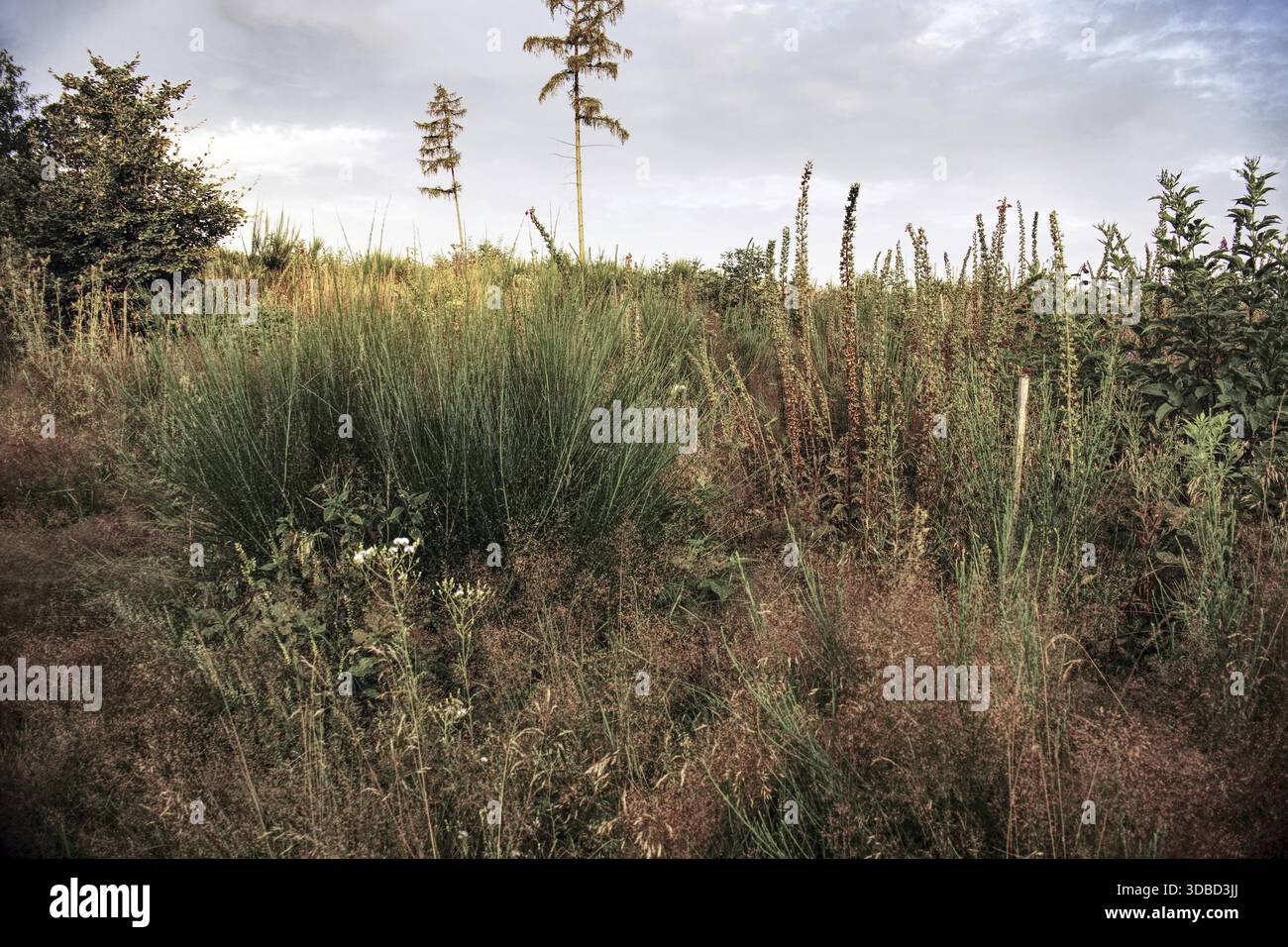 Üppige Vegetation mit hohen Gräsern und isolierten Bäumen unter bewölktem Himmel, Siegen Siegerland Stockfoto