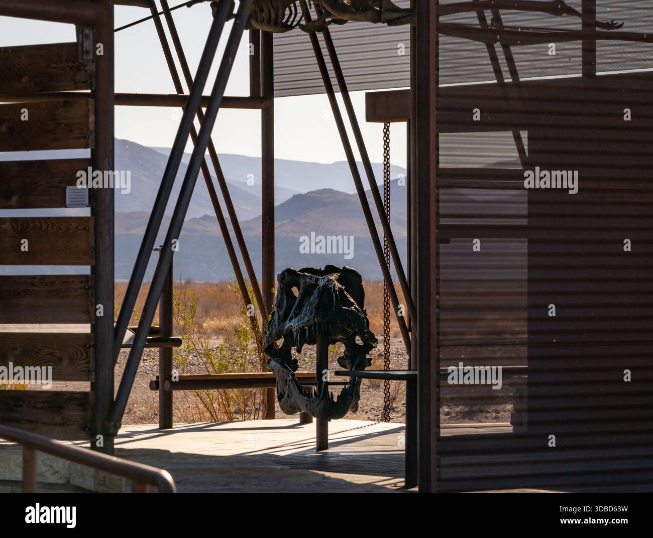 Dinosaurier Skull Fossil Sitzt Auf Exibit In Big Bend Stockfoto