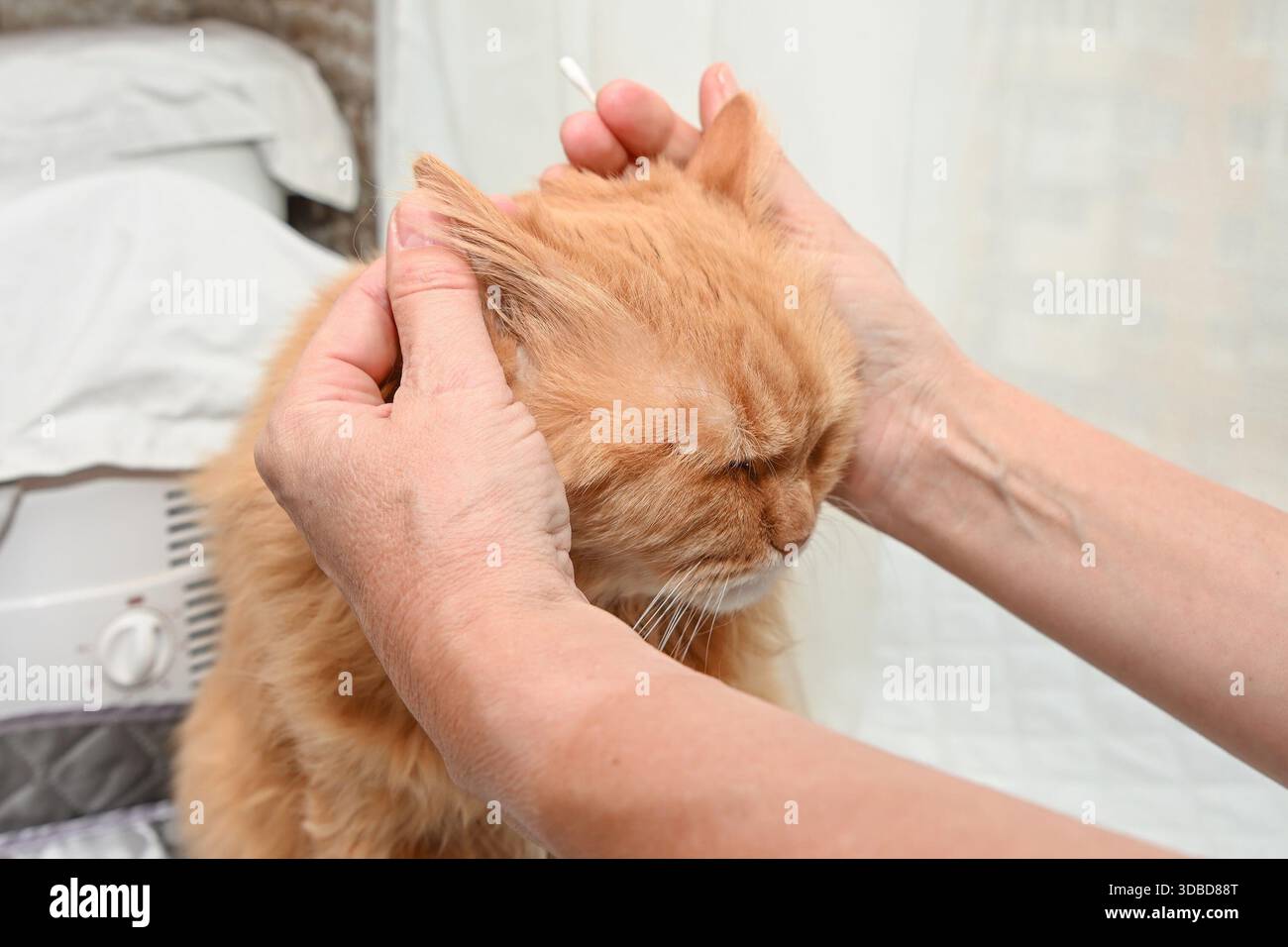 Eine 20 Jahre alte Ingwerkatze wird mit einem Wattestäbchen sanft auf das Ohr gereinigt, was eine sorgfältige Pflege und Unterstützung für ein älteres Tier zeigt. Stockfoto