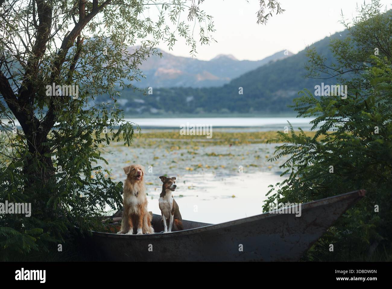 Ein Nova Scotia Duck Tolling Retriever und Mischhund am Grasrand des Sees. Bäume und Berge bilden einen natürlichen Hintergrund. Stockfoto