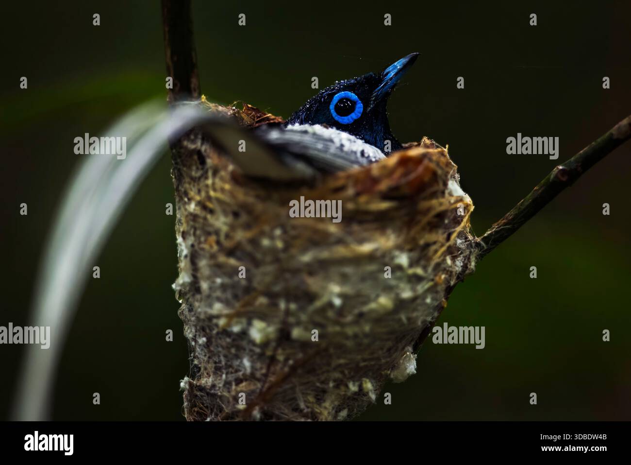 Ein männlicher Fliegenfänger aus dem Madagaskar-Paradies, der auf dem Nest im Ankarafantsika-Nationalpark auf Madagaskar sitzt. Stockfoto