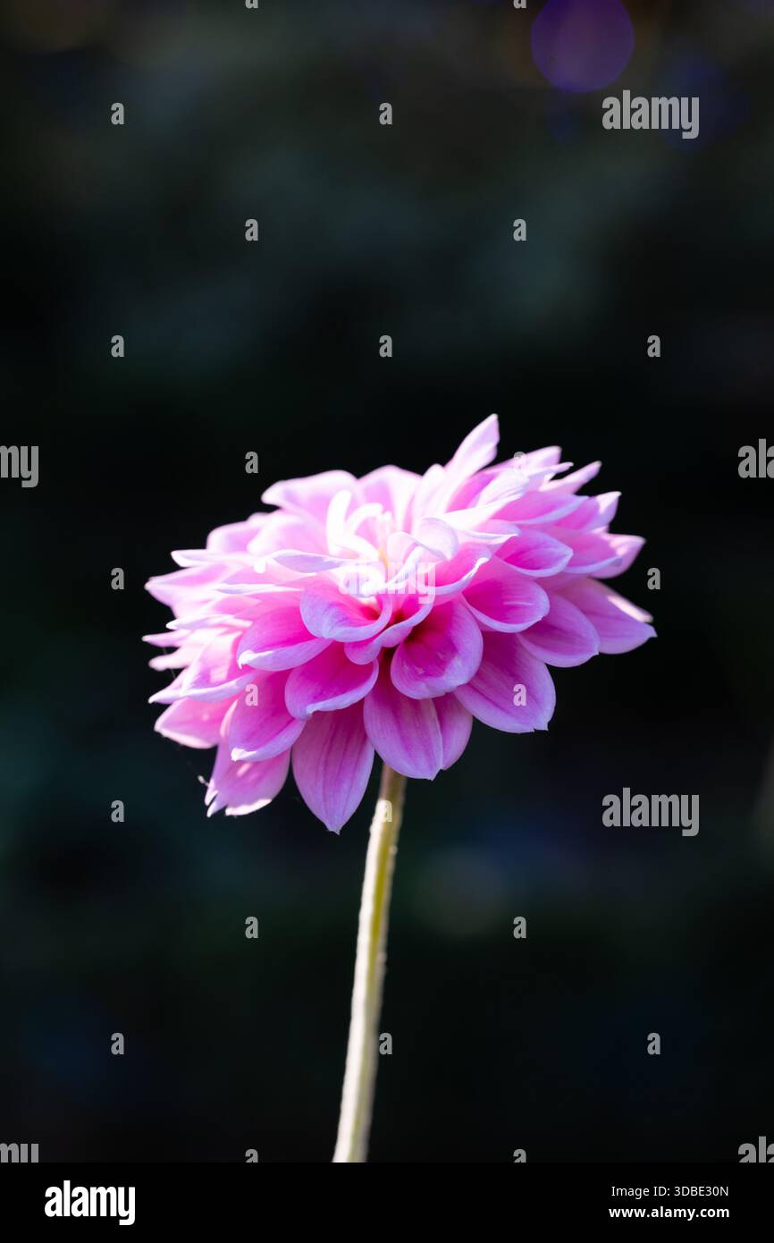 "Sweet Love" pinkfarbene dekorative Dahlien. Stockfoto