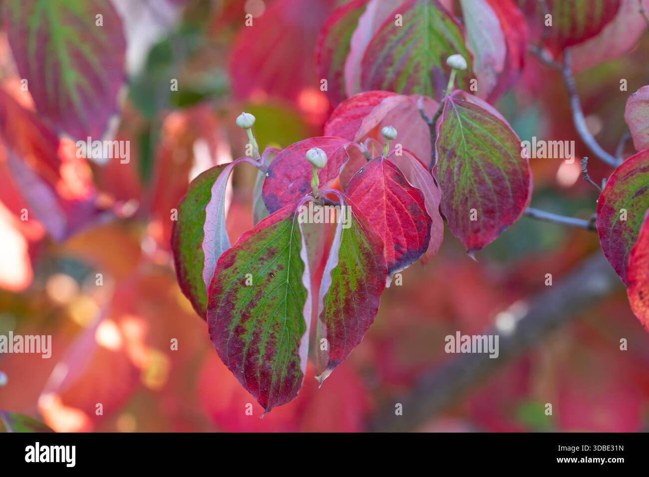 Cornus Florida verlässt den Baum in einem Garten in Madrid Stockfoto