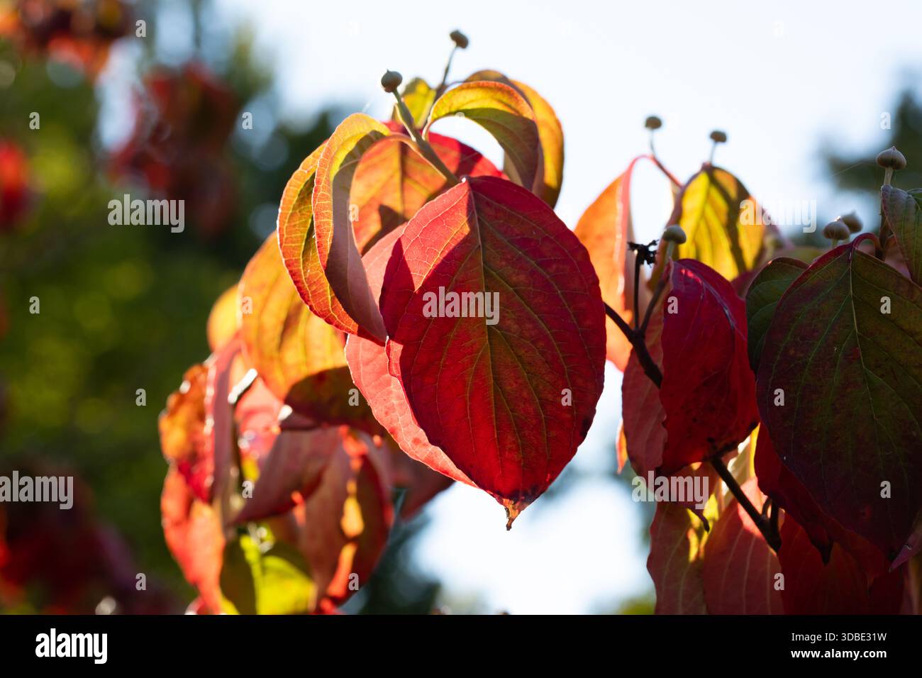 Cornus Florida verlässt den Baum in einem Garten in Madrid Stockfoto