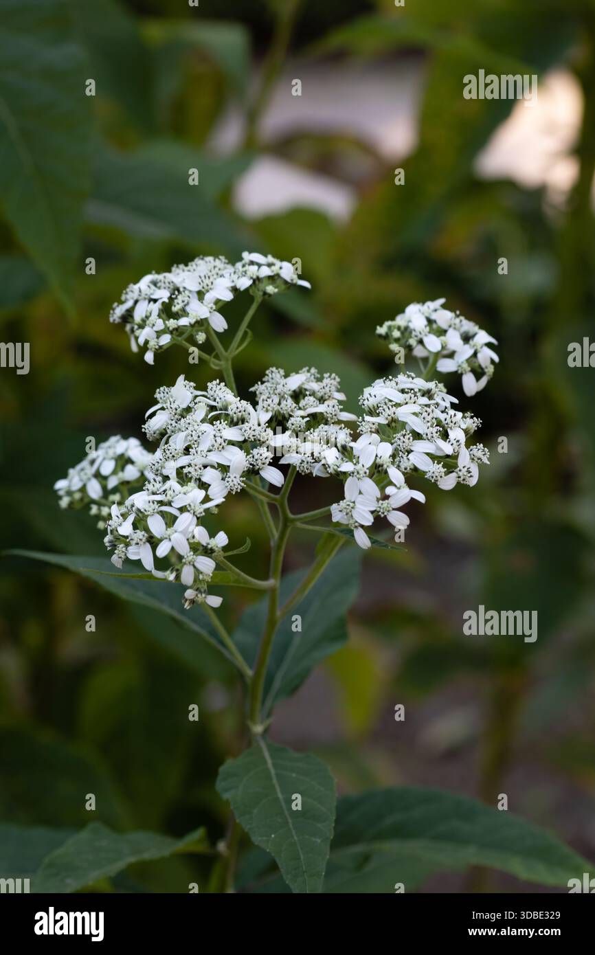 Weiße Kronenbart-Wildblume - Verbesina virginica - Frostweed Stockfoto