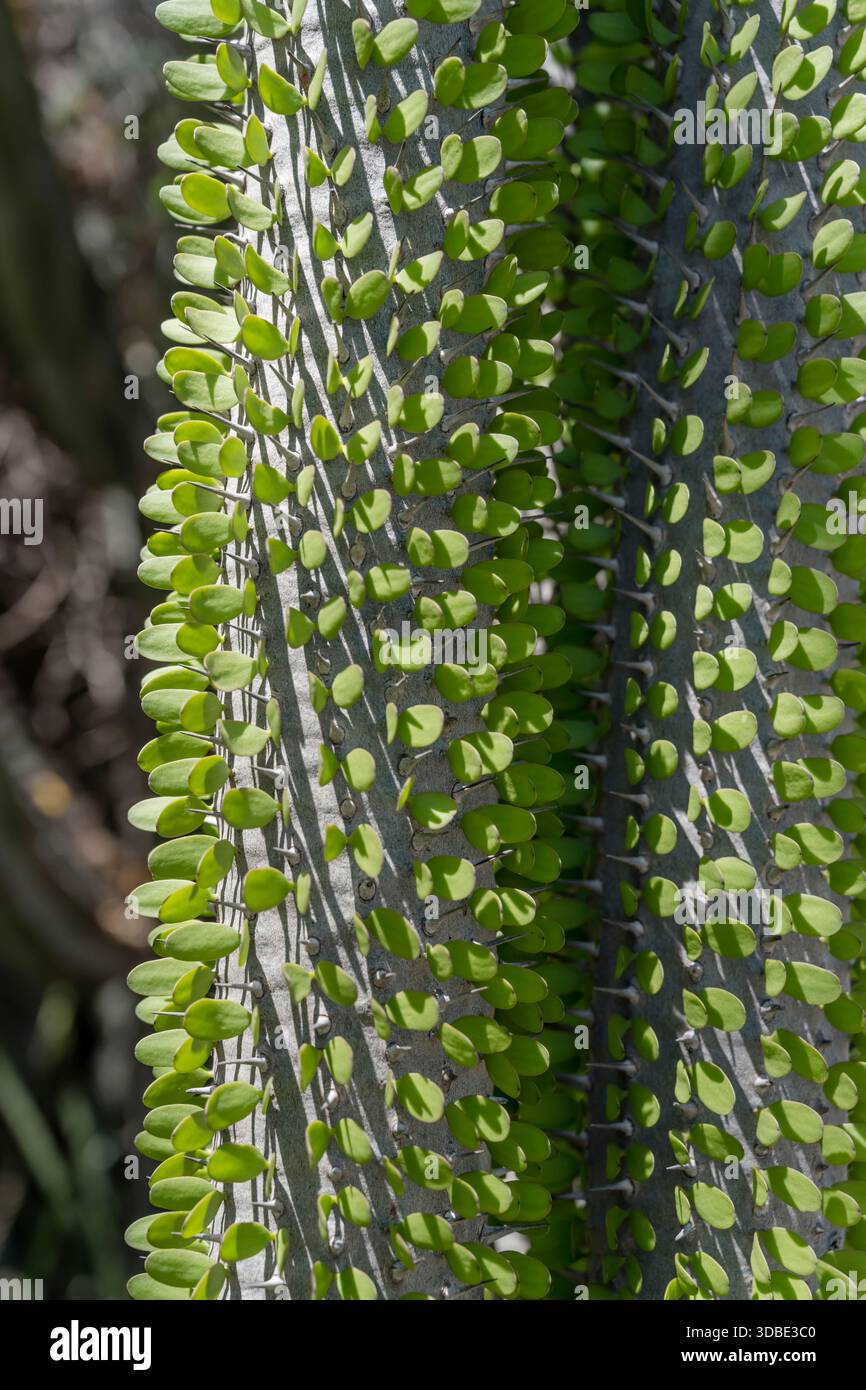 Detail der saftigen Vegetation von Alluadia procera Drake im botanischen Garten, aufgenommen im hellen Licht des späten Frühlings, Graaff-Reinet, Eastern Cape, Südafrika Stockfoto
