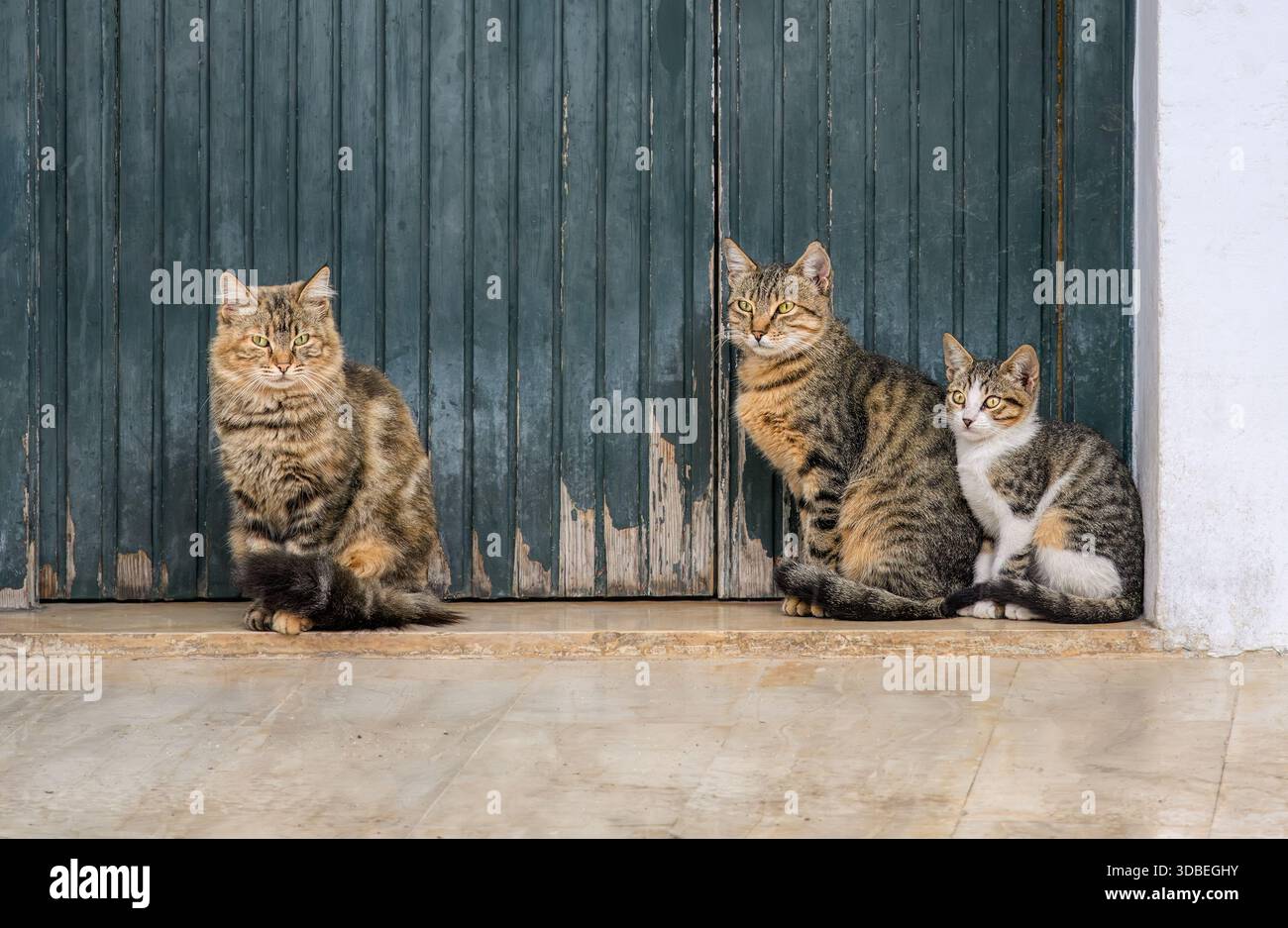 Katzenfamilie mit einem süßen Kätzchen, das zusammen vor einer alten Holztür sitzt in Korfu, Ionische Insel, Griechenland, Europa Stockfoto