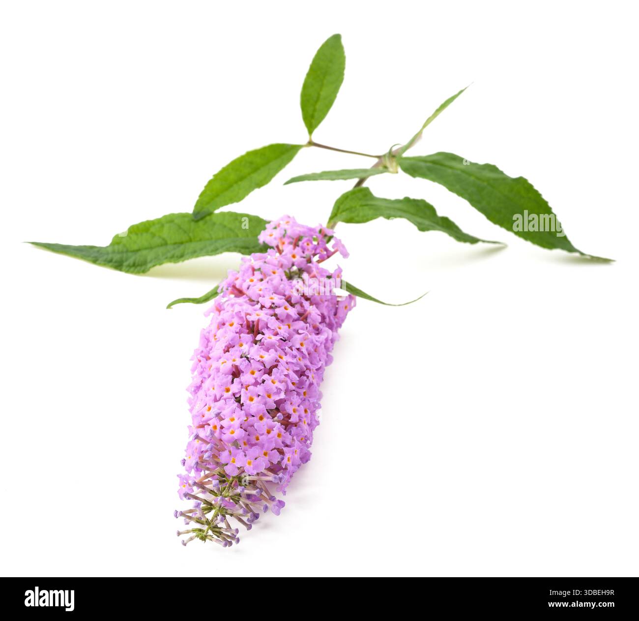 Buddleja Blumen isoliert auf weißem Hintergrund Stockfoto