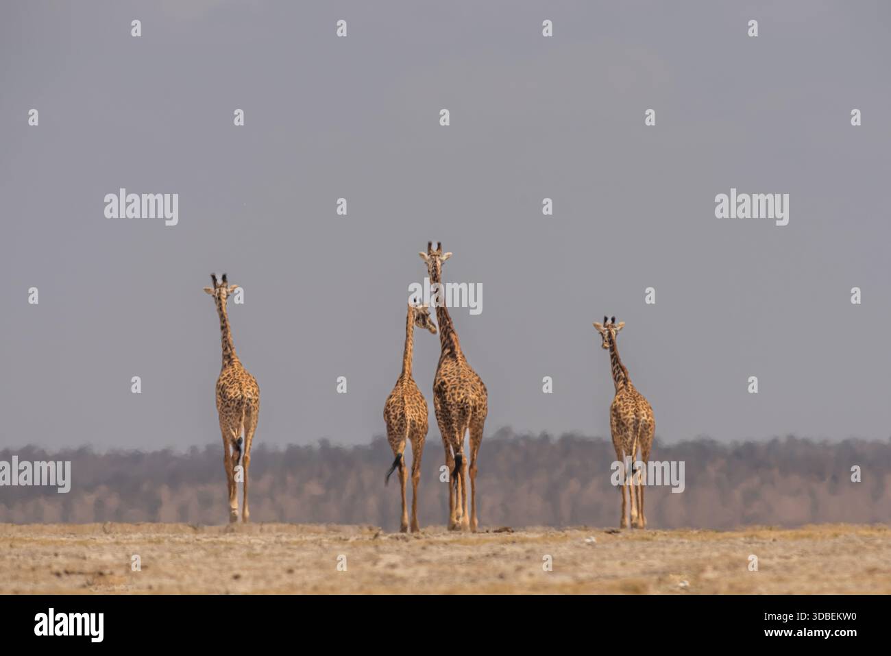 Der Amboseli-Nationalpark in Kenia hat Wüstengebiete. Diese Giraffen-Familie hatte gerade ihren Durst gelöscht und verschwand in der Wüste. Stockfoto