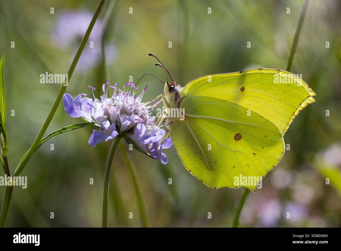 Zitronenfalter, Zitronen-Falter, Männchen, Blütenbesuch, Gonepteryx rhamni, Schwefel, Schwefel Schmetterling, männlich, Le Citron Stockfoto