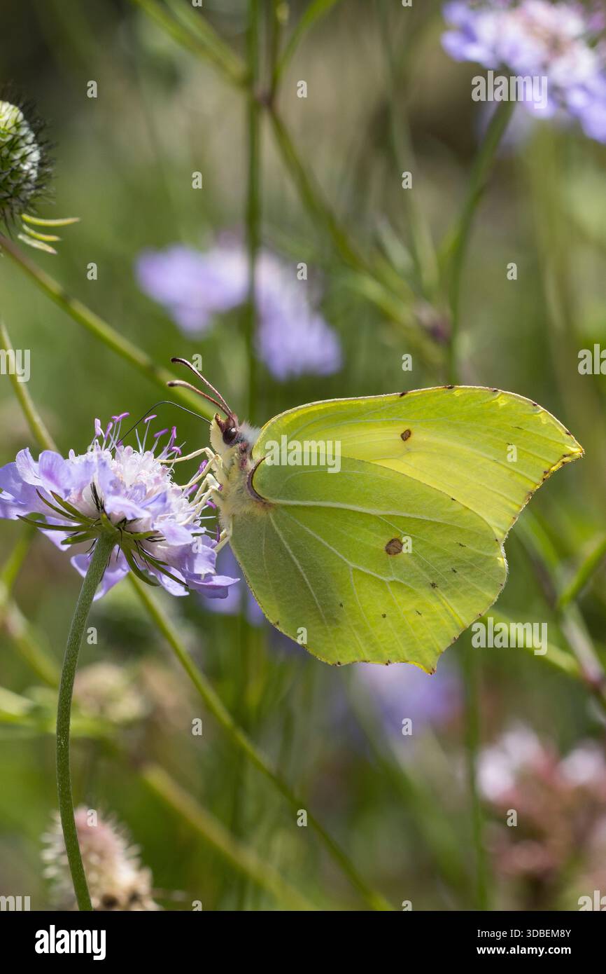 Zitronenfalter, Zitronen-Falter, Männchen, Blütenbesuch, Gonepteryx rhamni, Schwefel, Schwefel Schmetterling, männlich, Le Citron Stockfoto