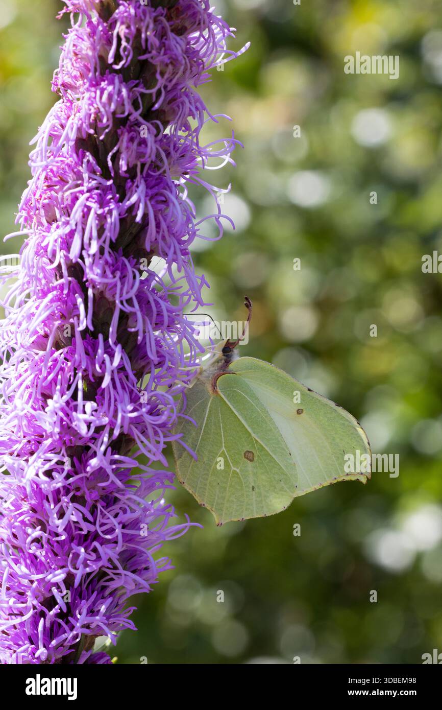 Zitronenfalter, Zitronen-Falter, Weibchen, Blütenbesuch an Prachtscharte (Liatris spicata), Gonepteryx rhamni, Schwefel, Schwefel Schmetterling, Weibchen, Stockfoto