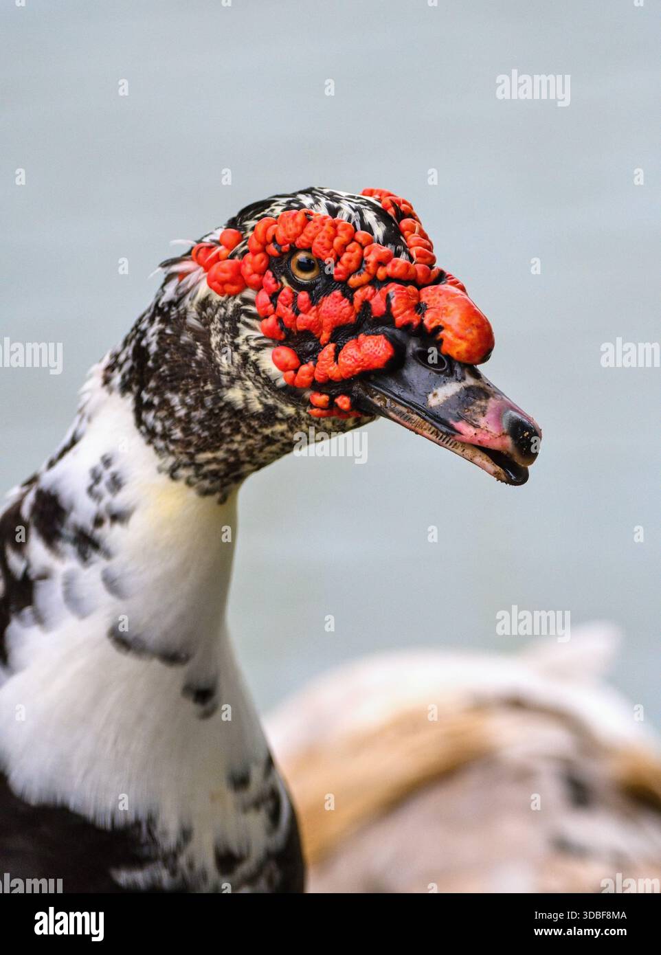 Rothaarige Moschusente (Cairina moschata) Stockfoto
