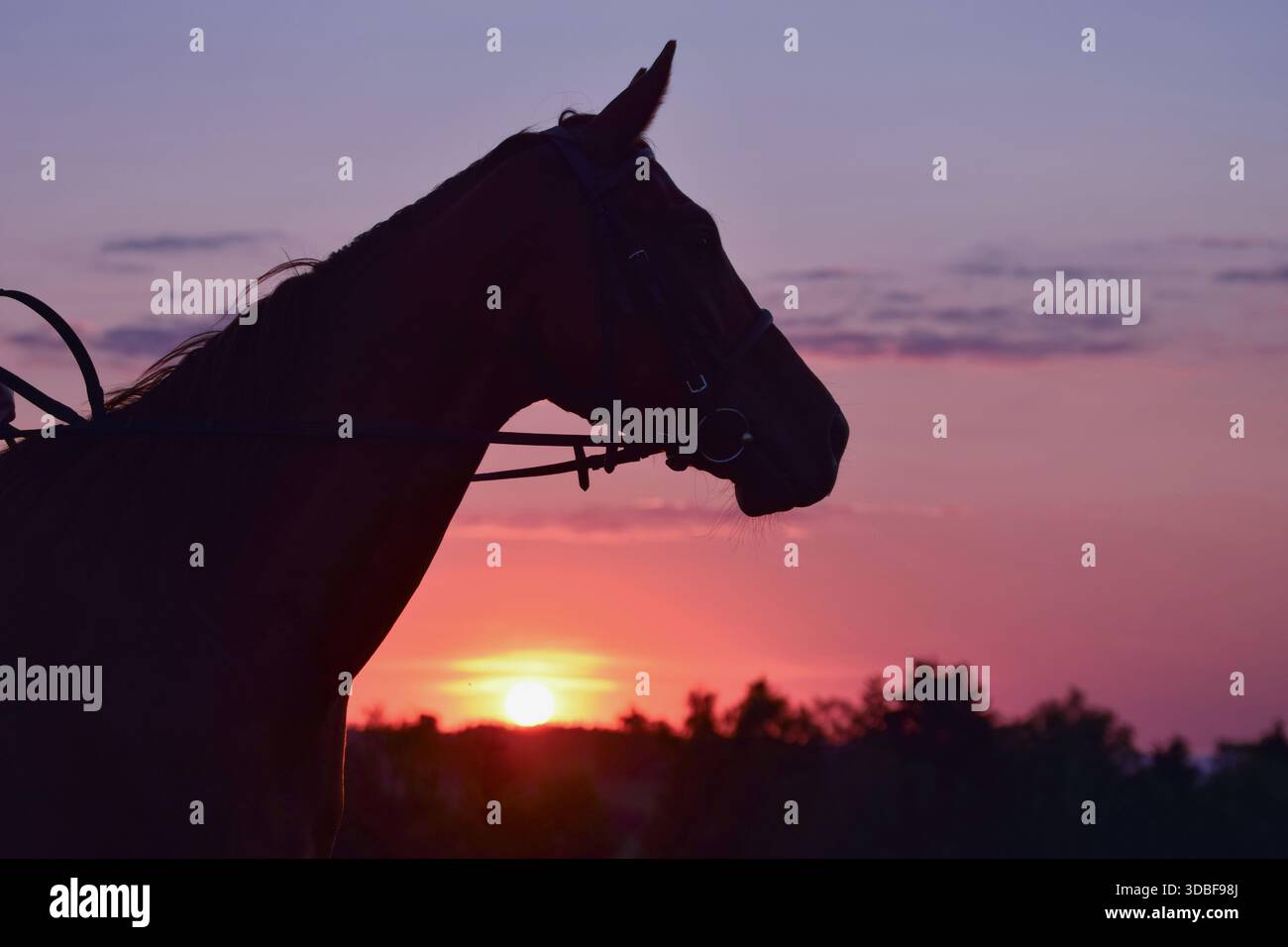 Wunderschöne Sommersonnenuntergangsszene mit Pferdesilhouette Stockfoto