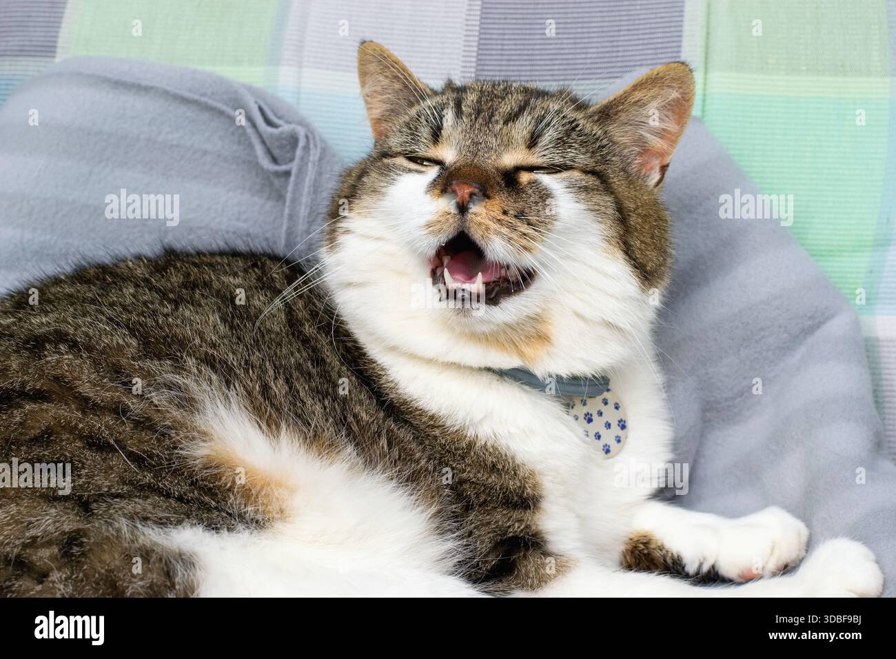 Hauskatze mit laufender Nase, Erkältung, Allergie oder Rhinitis. Tiergesundheitsprobleme. Stockfoto
