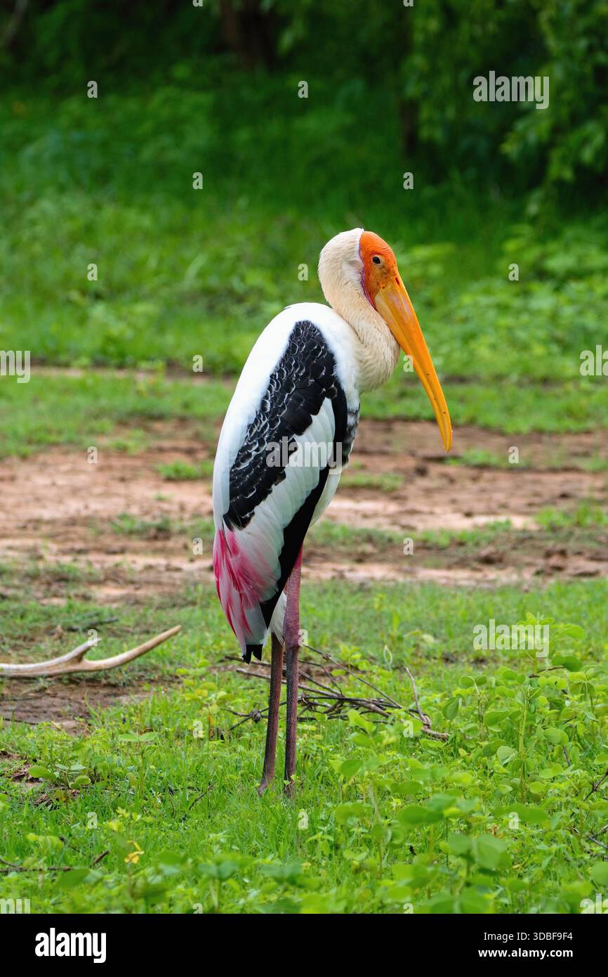 Der gemalte Storch (Mycteria leucocephala). Yala Nationalpark Sri Lanka Stockfoto