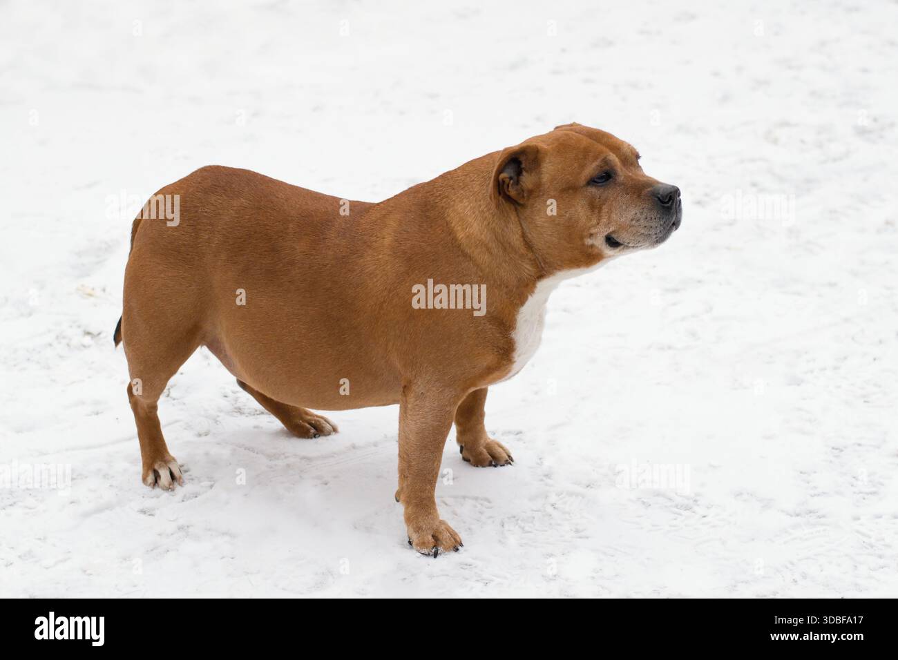 Übergewichtiger Hund mit pathologischen Wirbelsäulenkurven auf dem verschneiten Gehweg Stockfoto