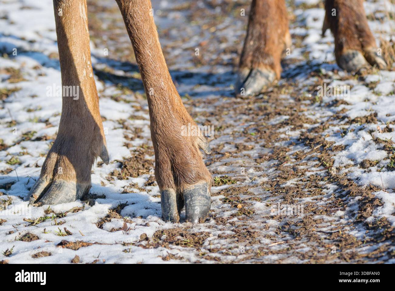 Hufe, Artiodactyl Nahaufnahme - Beine von Wildhirschen Stockfoto