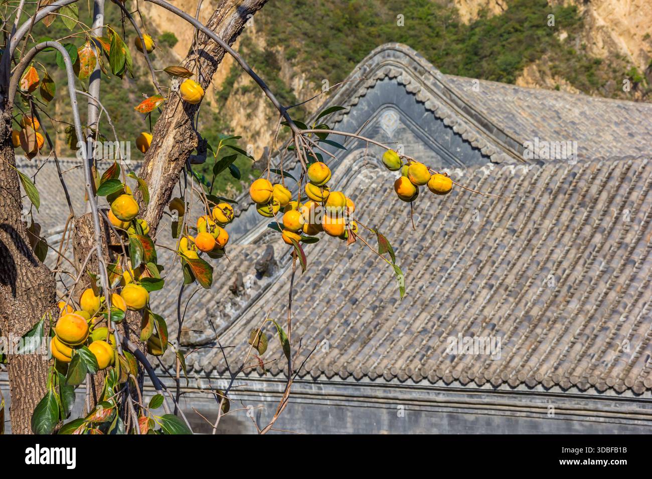 Persimmon-Baum mit reifer Frucht in der Festung von acht Diagram, China Stockfoto