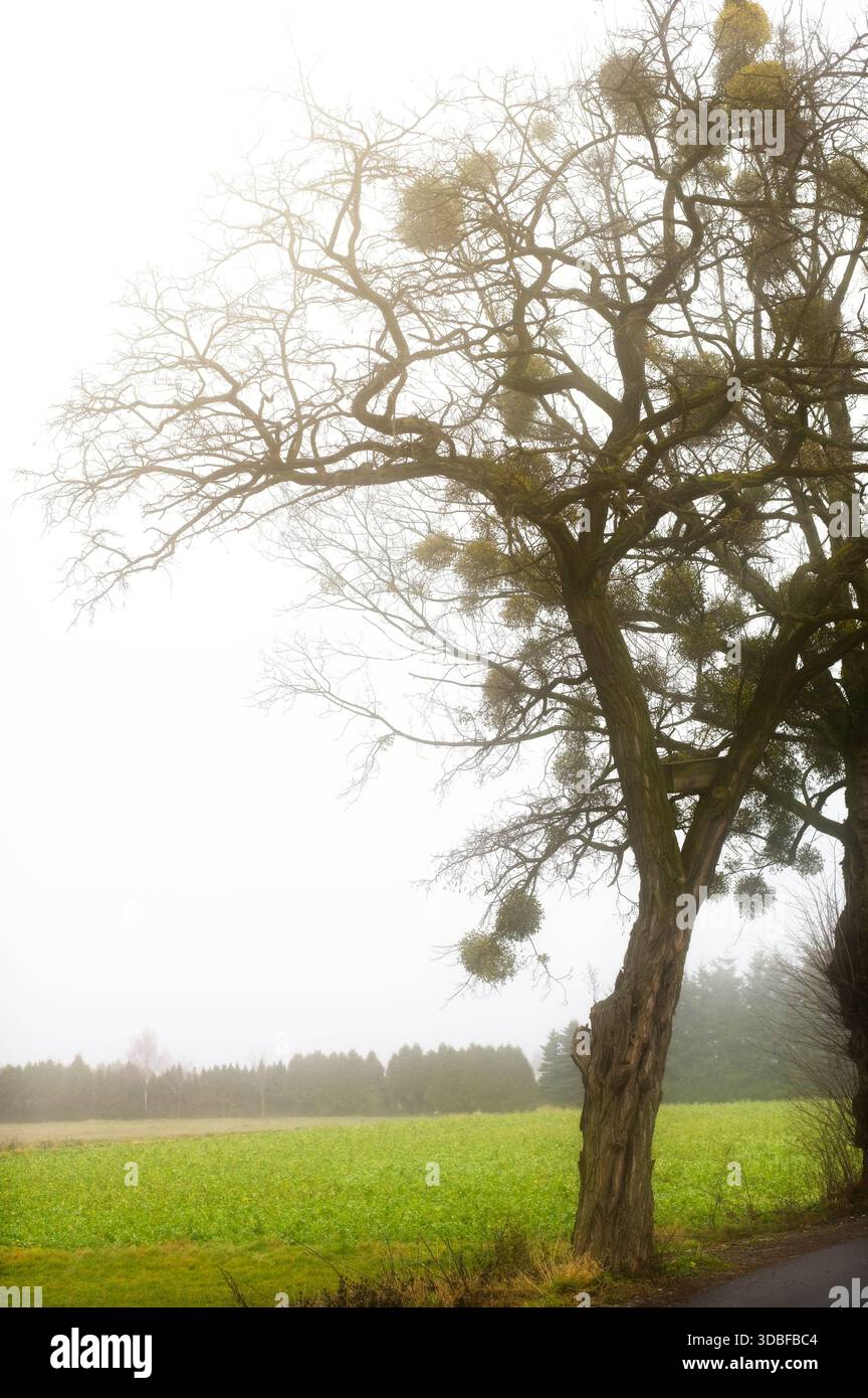Atmosphärische Silhouette einer hohen, blattlosen Birke, die stark mit parasitären Misteln infiziert ist. Szene in einem dichten, weißen Nebel über einem grünen Feld, c Stockfoto