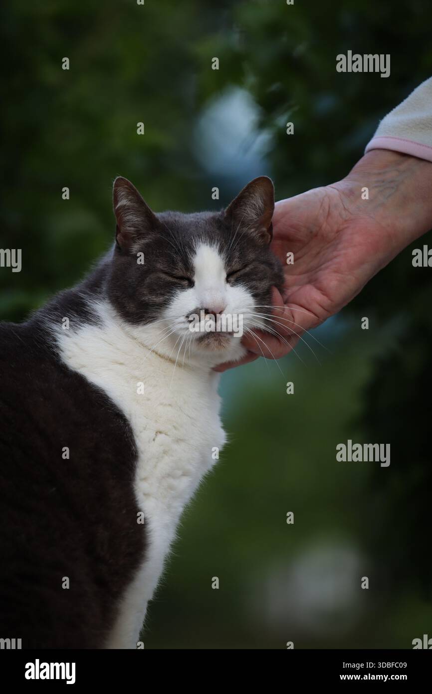 Foto einer Katze, die glücklich ist, während sie streichelt, vom Besitzer. Katze ist wirklich glücklich. Stockfoto