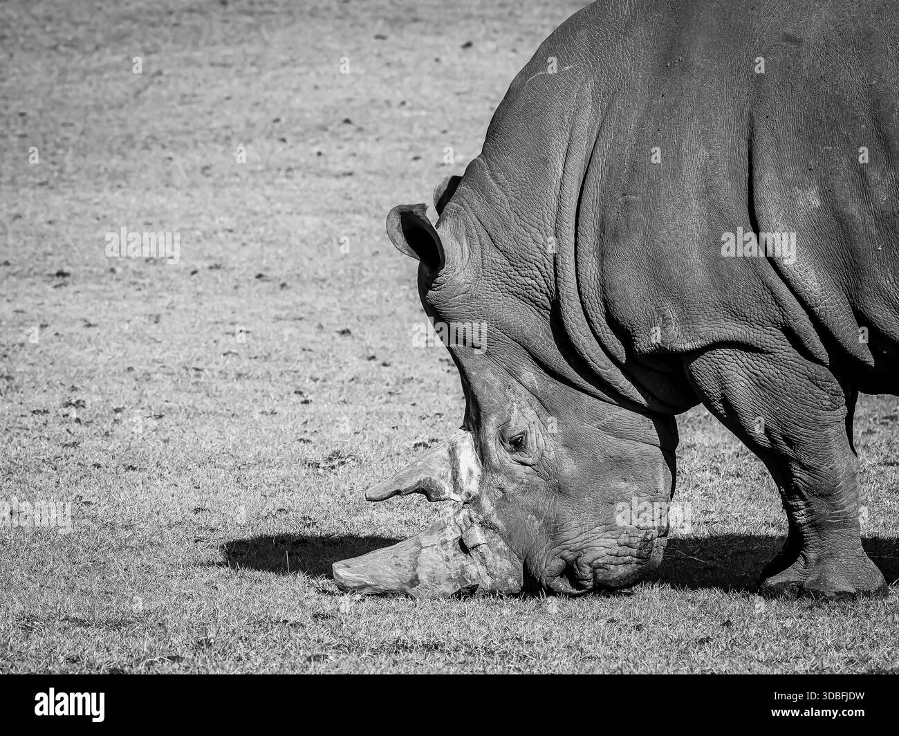 Ein Nashorn mit zwei intakten Hörnern wird selten. Dieser wird im West Midlands Safari Park abgehalten. Stockfoto