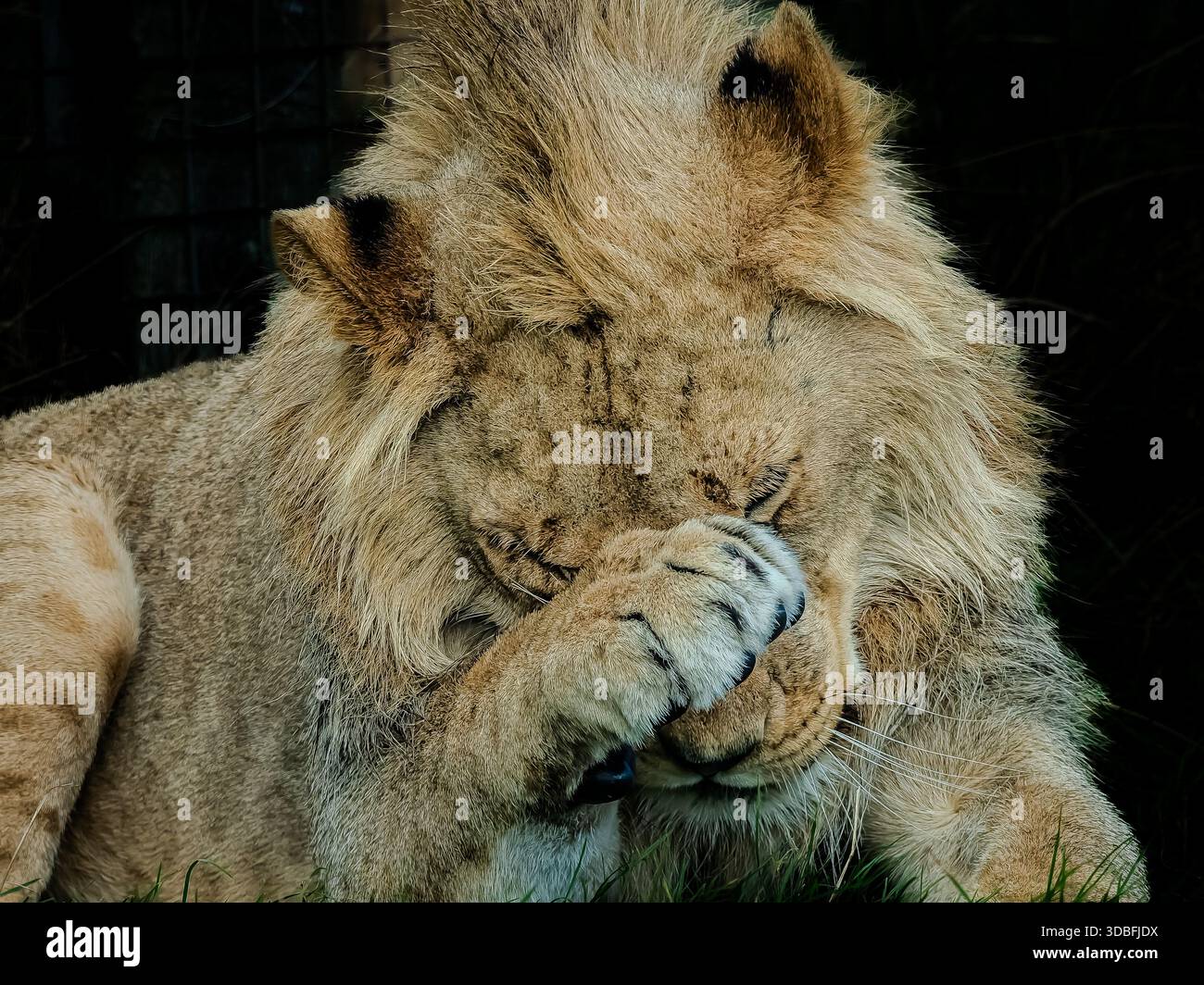 Löwenporträt in einem Safari-Park in England Stockfoto