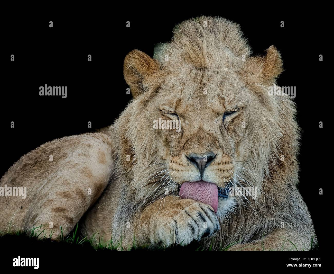 Löwenporträt in einem Safari-Park in England Stockfoto