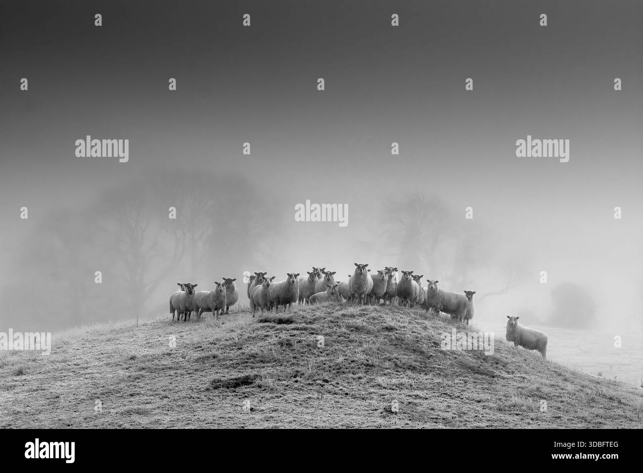 Eine kalte, nebelige Landschaft zeigt eine kleine Herde von Cheviot-Schafen auf einem frostbedeckten Hügel mit einer großen Eiche, die in den Nebel verblasst. Schwarz-weiß r Stockfoto