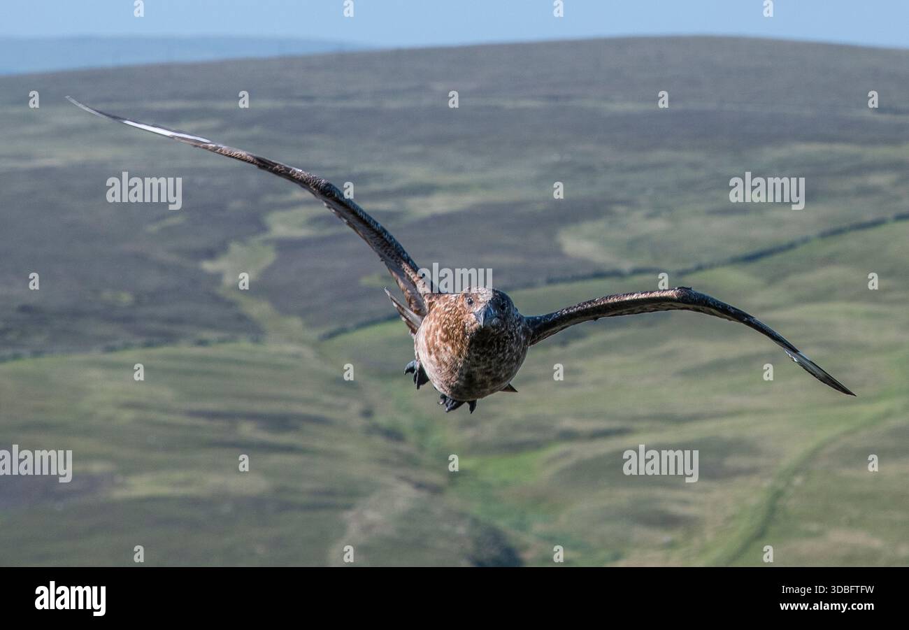Ein großer Seevögel, der große Skua, schwebt mit den Flügeln, die vor einem Moorgrund vollständig ausgestreckt sind, zur Kamera. Die abgelegene Landschaft von St. Kilda betont Stockfoto