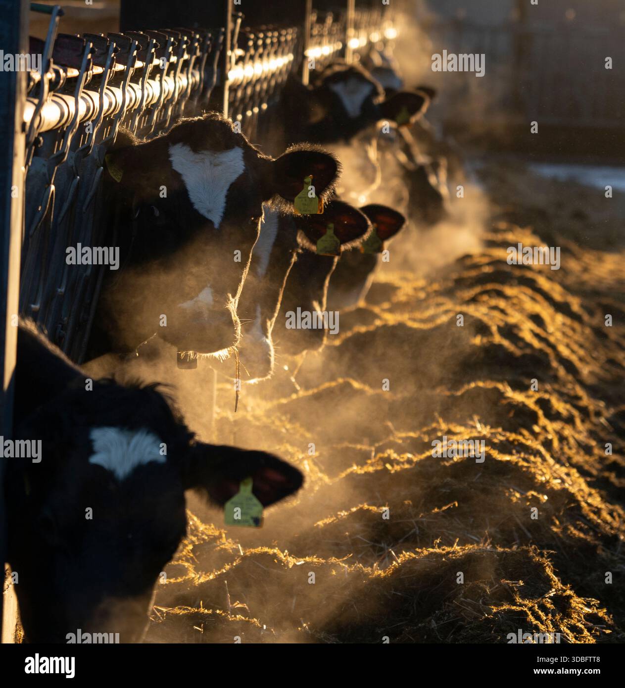 Milchkühe stehen auf Getreide, während Dampf aus den Futterstapeln steigt und einen frostigen Morgen auf einem Bauernhof mit warmem goldenem Licht und landwirtschaftlicher Tierhaltung einfangen Stockfoto