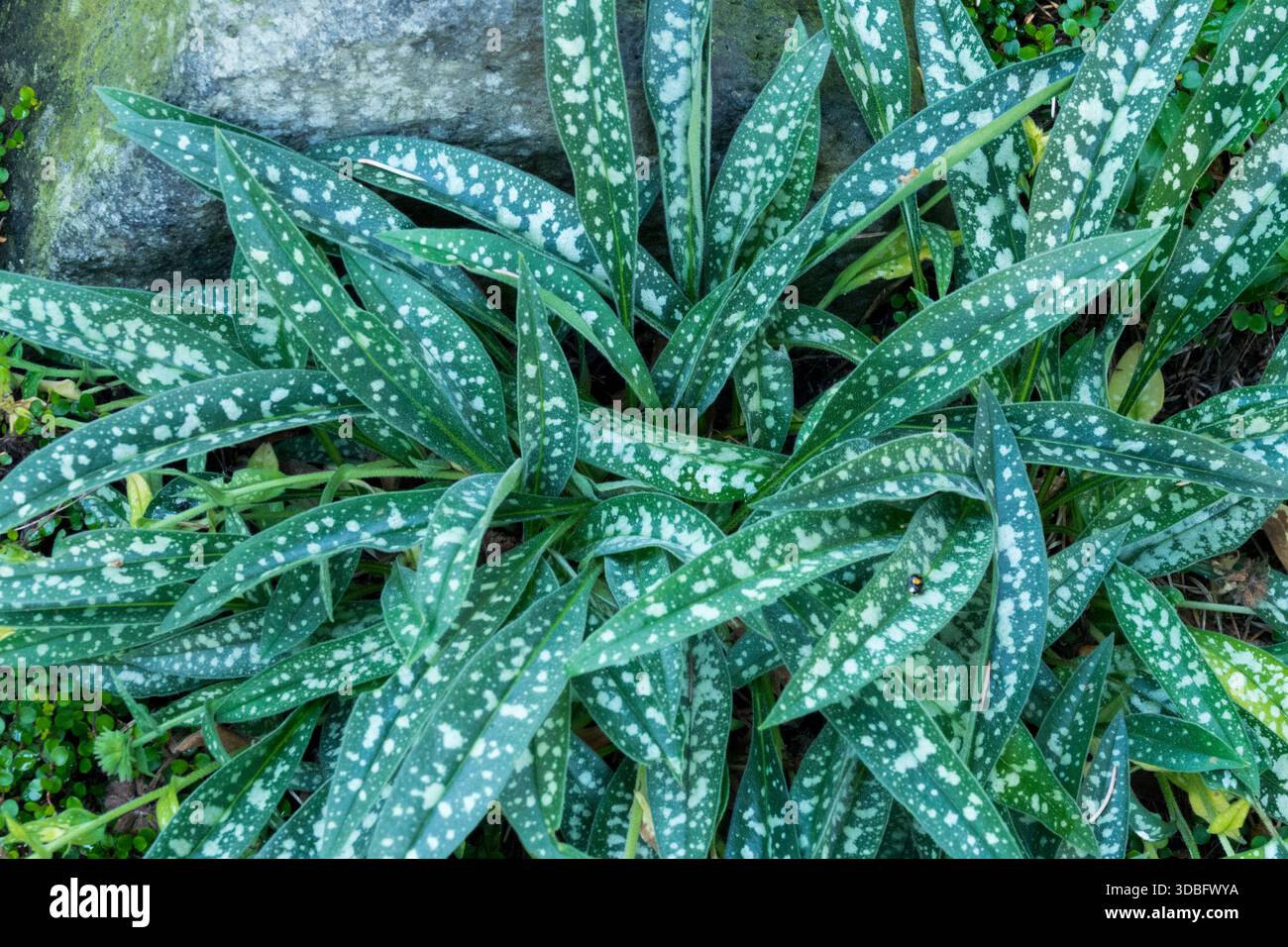 Schmalblättrige, kühn gefleckte Silberblätter Pulmonaria longifolia „Bertram Anderson“ Stockfoto