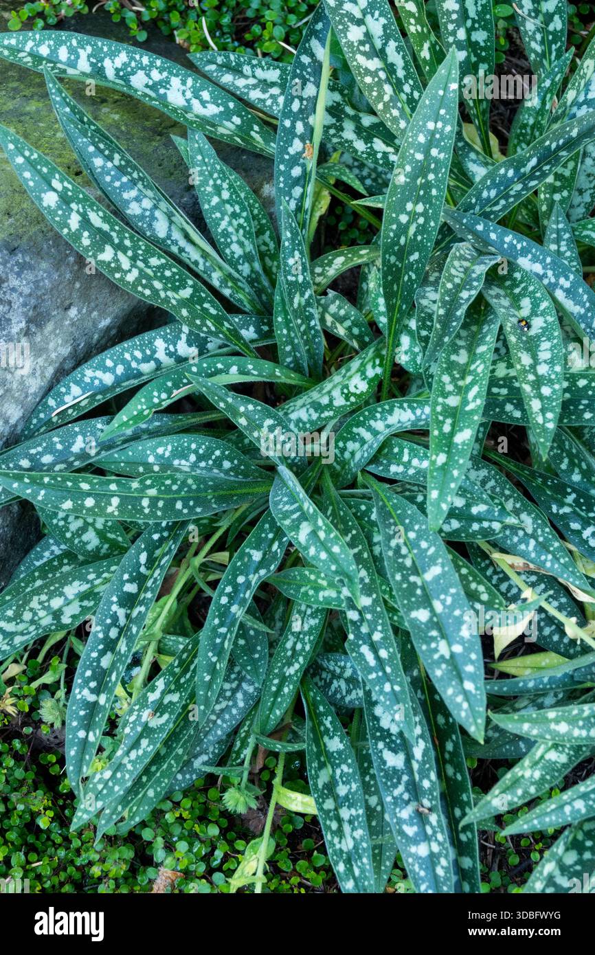 Lungenkraut, Pulmonaria longifolia „Bertram Anderson“ Stockfoto