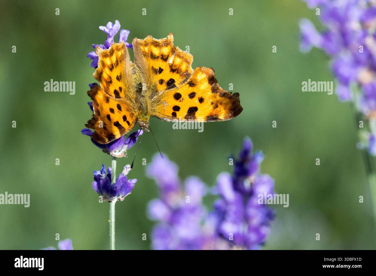 Komma Schmetterling auf Lavendelblume Polygonia c-Album Stockfoto