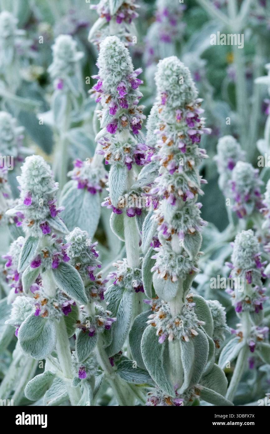 Dicht weiß-Wolle, silbrig, graugrün, Blätter, Lämmer Ohren Stachys byzantina „Simba“ Stockfoto