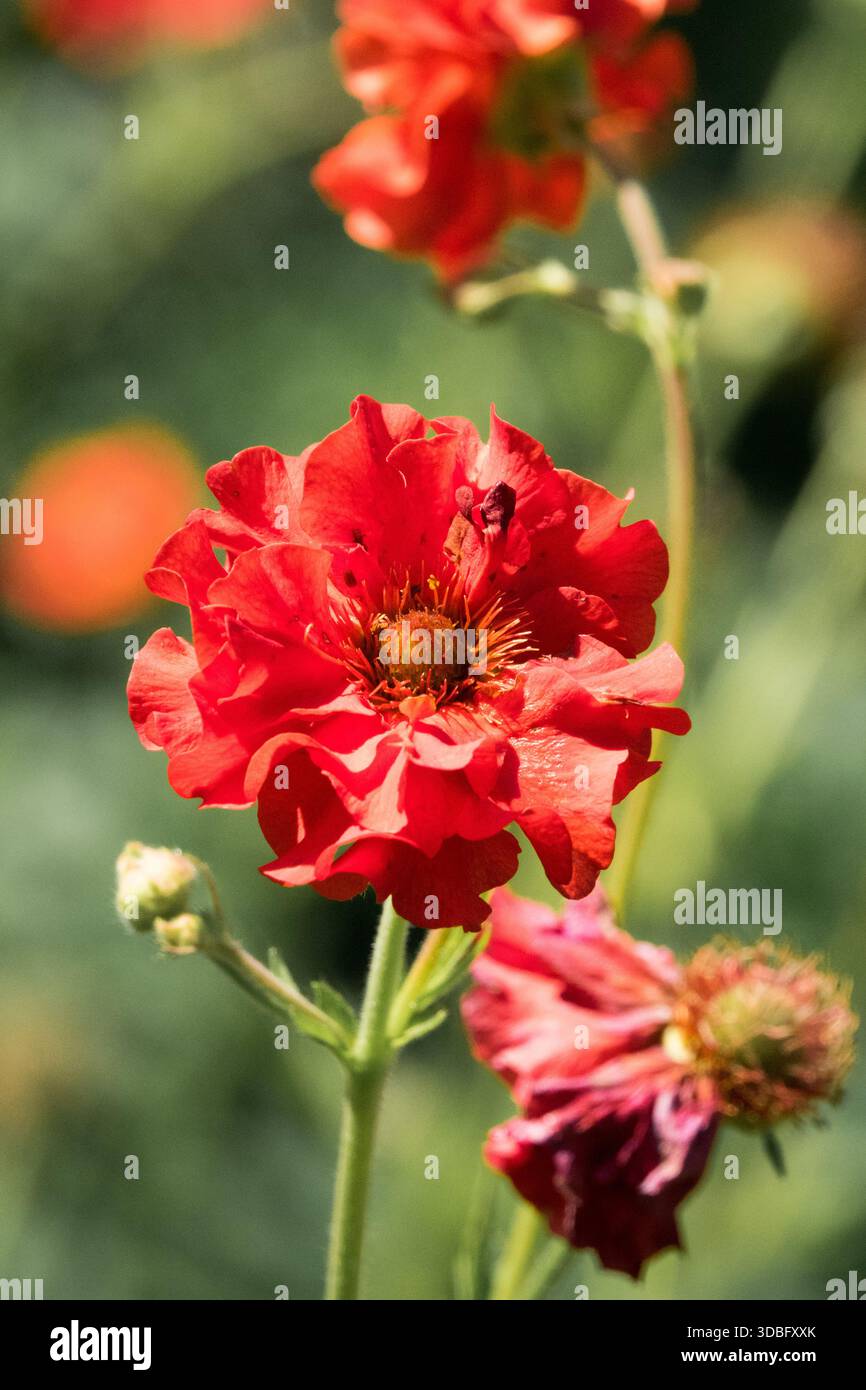 Geum „Scarlet Tempest“ Geum Flower Stockfoto