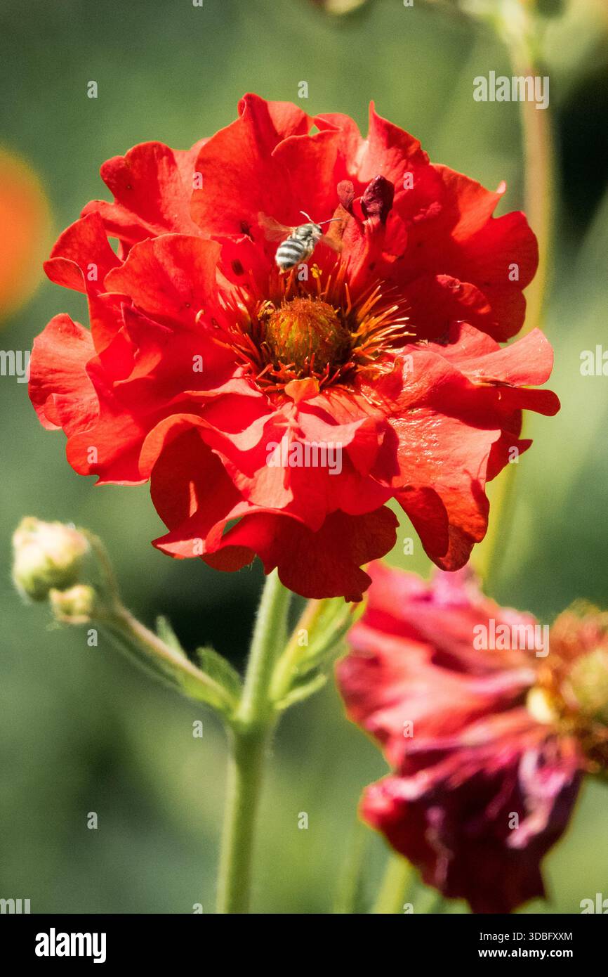 Solitary Bee Fying in Flower Geum „Scarlet Tempest“ Stockfoto