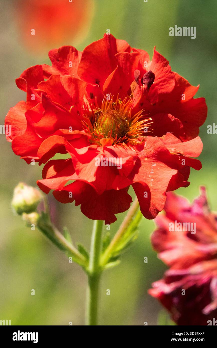 Geum 'Scarlet Tempest' Stockfoto