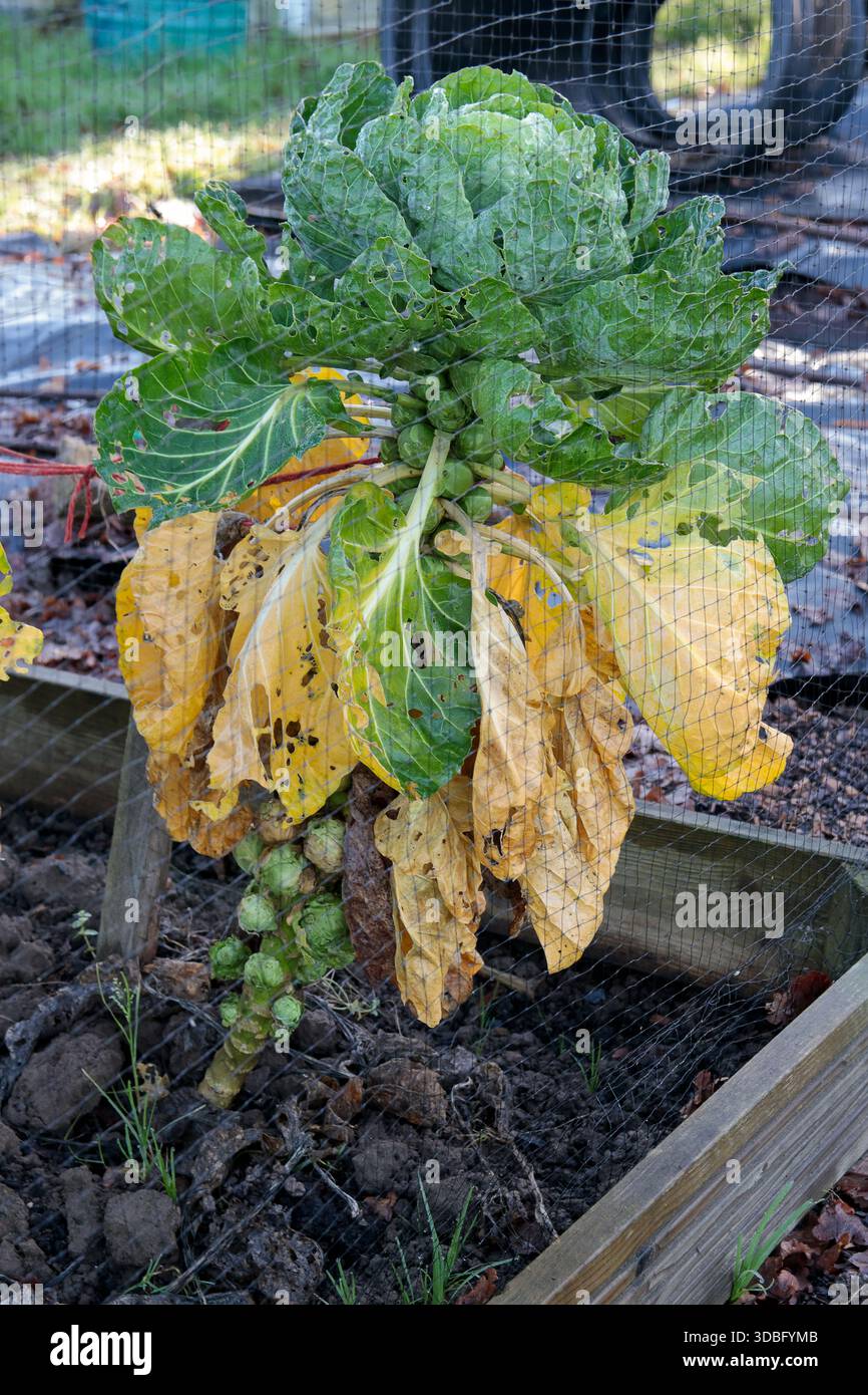 Sprossen am Stiel, die in einem Horsham-Kleingarten alt werden, milde Wintersaison in gemaschten Hochbeettrahmen, nicht gepflückte Gemüseblätter, die gelb braun werden Stockfoto