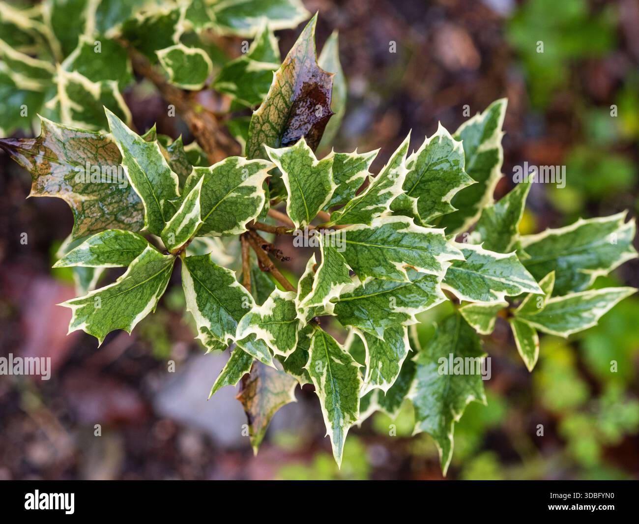 Helle cremefarbene Vielfältigkeit auf stacheligen stechpalmen-ähnlichen Blättern des harten immergrünen Strauchs, Osmanthus heterophyllus 'Variegatus' Stockfoto