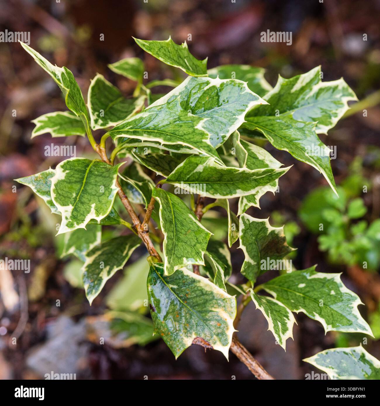 Helle cremefarbene Vielfältigkeit auf stacheligen stechpalmen-ähnlichen Blättern des harten immergrünen Strauchs, Osmanthus heterophyllus 'Variegatus' Stockfoto