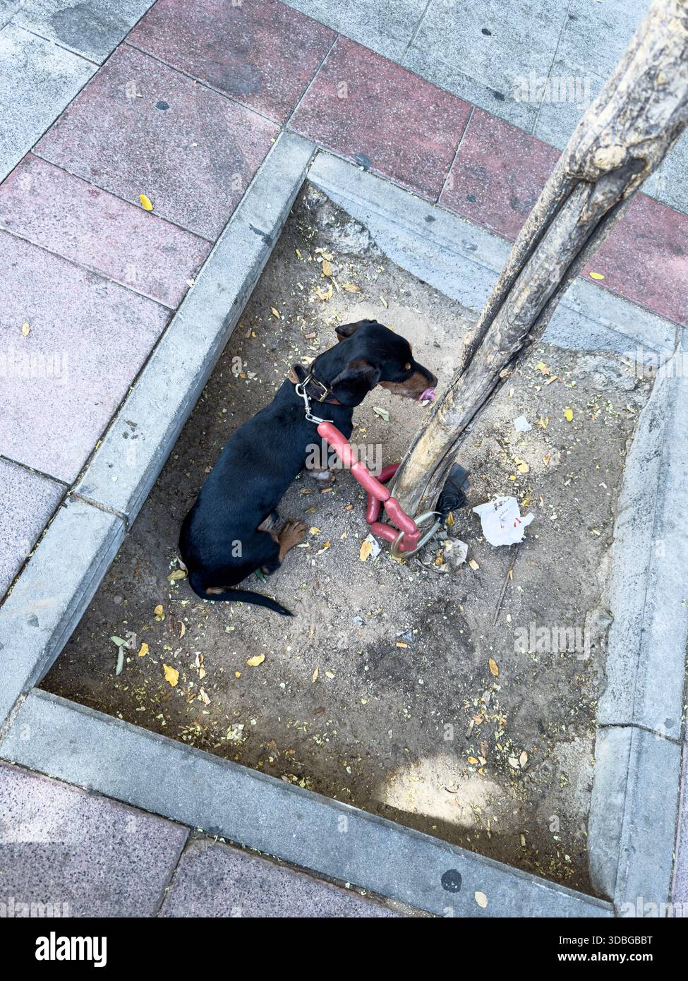 Teckel, oder Dackel, gebunden mit „Hotdog“ Wurst Hundeleine, gebunden in einem Baum, Chamberi, Madrid, Spanien - Smartphone-aufgenommenes Stockfoto