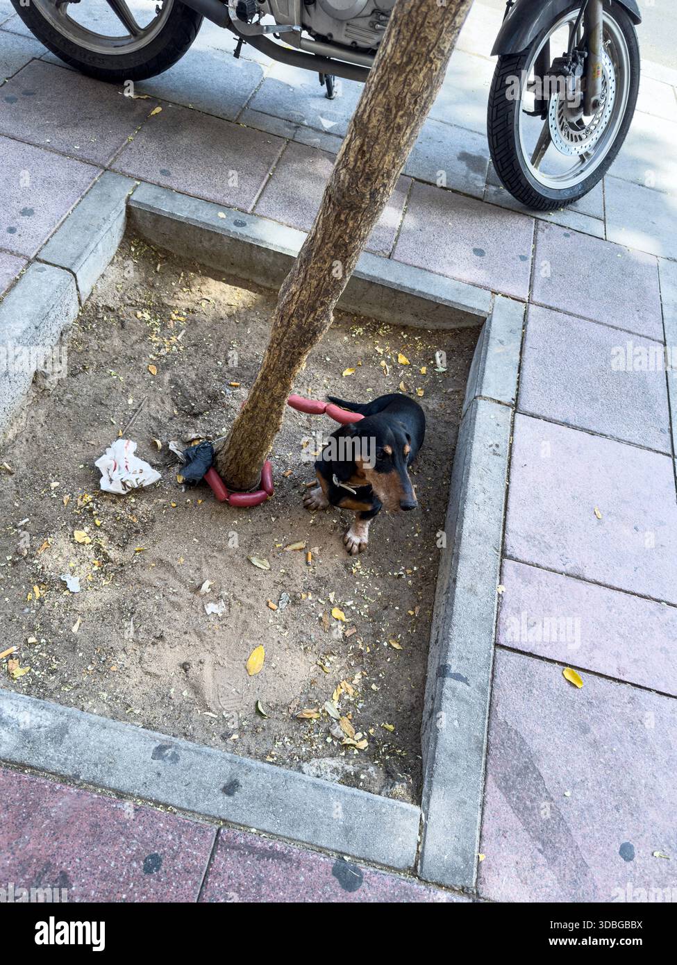Teckel, oder Dackel, gebunden mit „Hotdog“ Wurst Hundeleine, gebunden in einem Baum, Chamberi, Madrid, Spanien - Smartphone-aufgenommenes Stockfoto