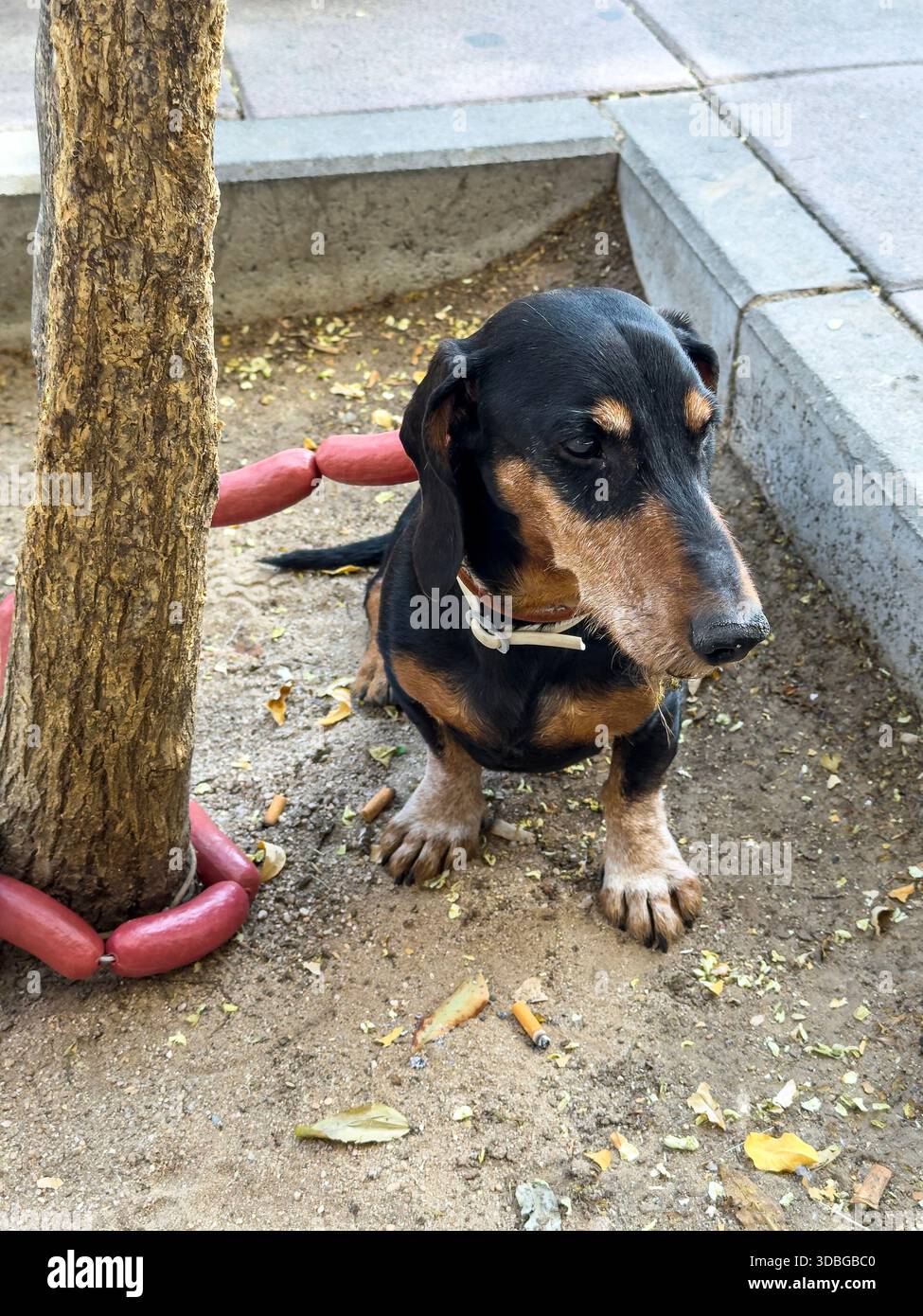 Teckel, oder Dackel, gebunden mit „Hotdog“ Wurst Hundeleine, gebunden in einem Baum, Chamberi, Madrid, Spanien - Smartphone-aufgenommenes Stockfoto