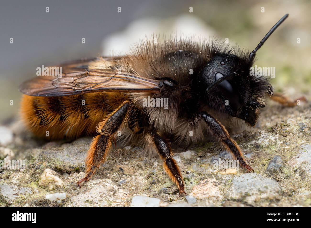 Osmia bicornis maurerbiene auf Betonwand. Tipperary, Irland Stockfoto