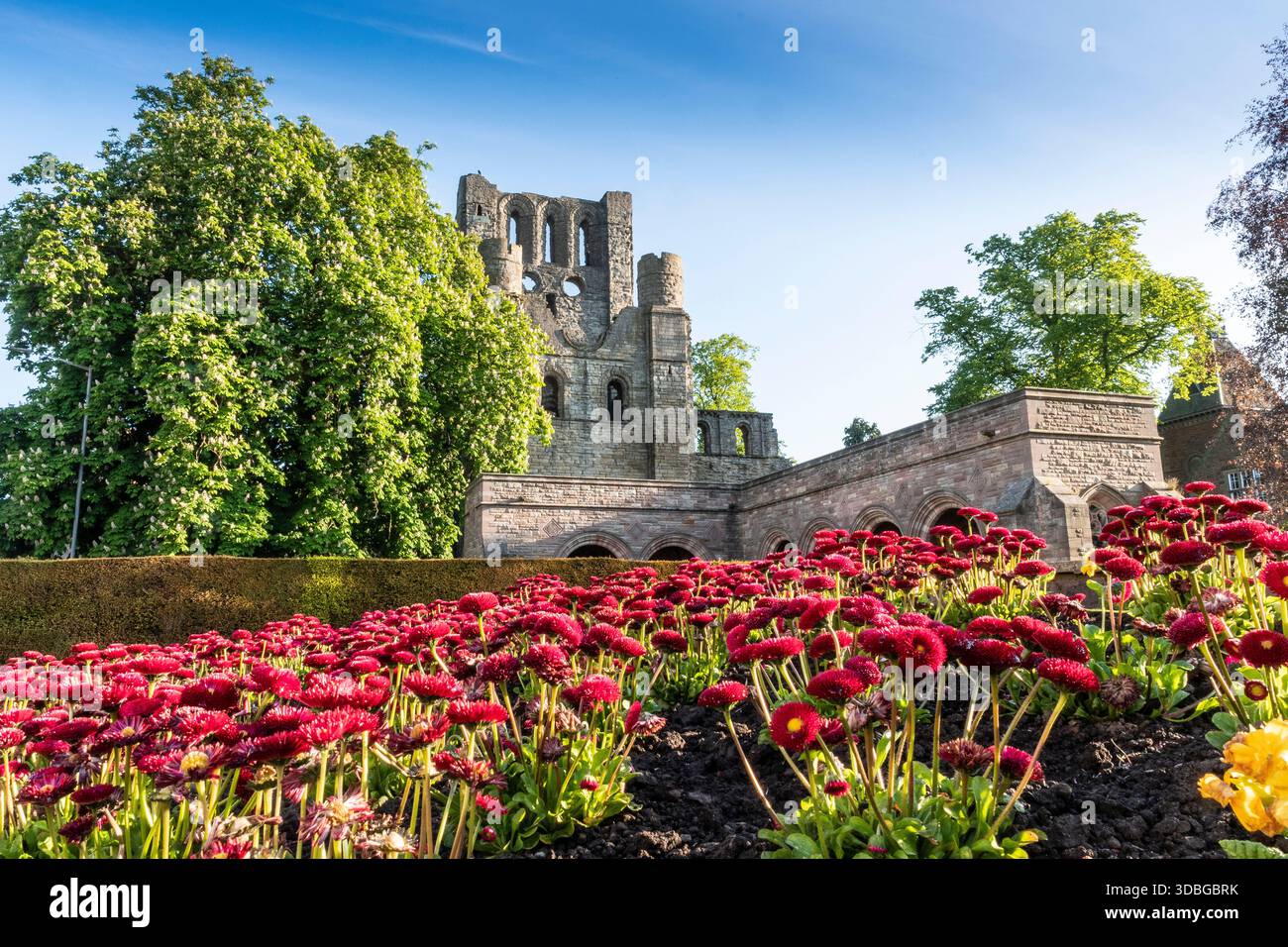 Historische Ruinen der Kelso Abbey, eingerahmt von roten Blumenbeeten und üppigen Bäumen unter klarem blauen Himmel. Stockfoto