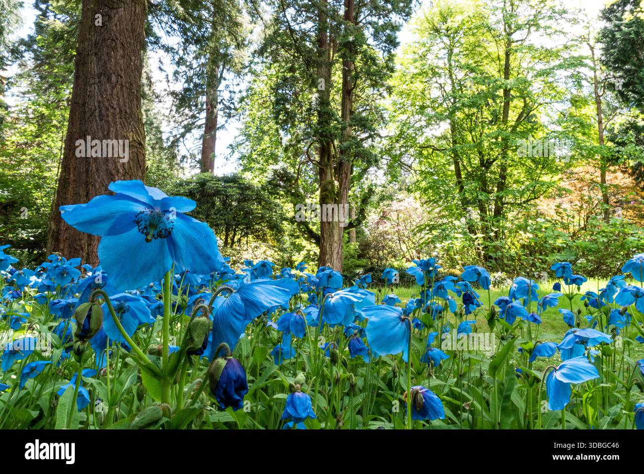 Im Dawyk Botanic Garden, Peebles, blühen leuchtend blaue Mohnblumen unter Bäumen und schaffen eine friedliche Frühlingswaldszene. Stockfoto