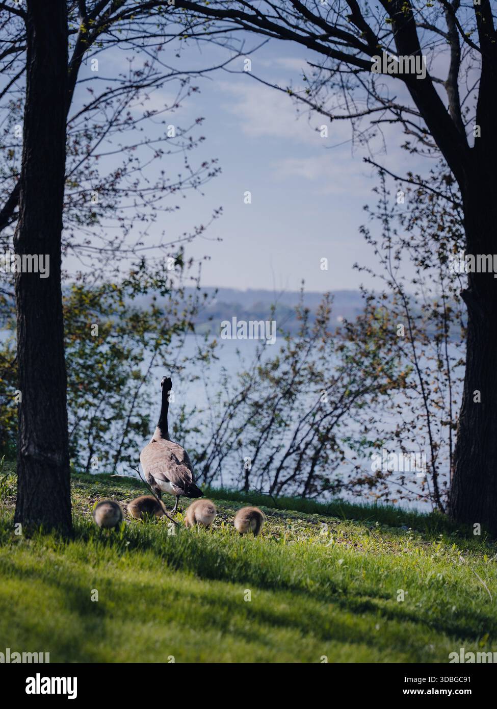 Kanadische Gänse mit Gänsen, die im Frühjahr an einem grasbewachsenen Seeufer entlang laufen, Familie von Gänsen in der Nähe des Wassers in einem Naturpark, Tierwelt-Familienszene Stockfoto
