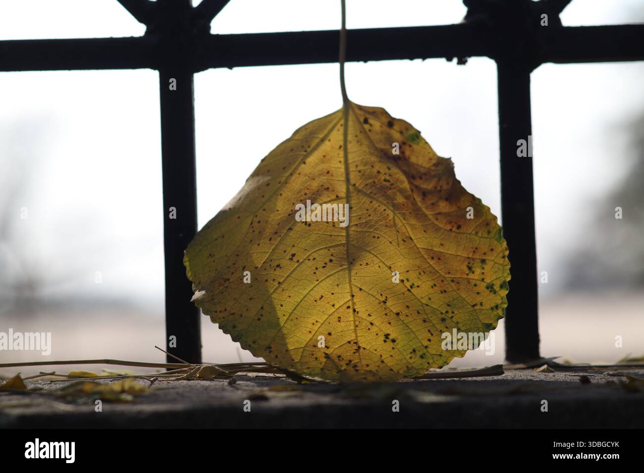 Ein einzelnes gelbliches Herbstblatt, das an einem dunklen geometrischen Rahmen hängt, künstlerische Natur, saisonale Veränderungen und Textur. Stockfoto